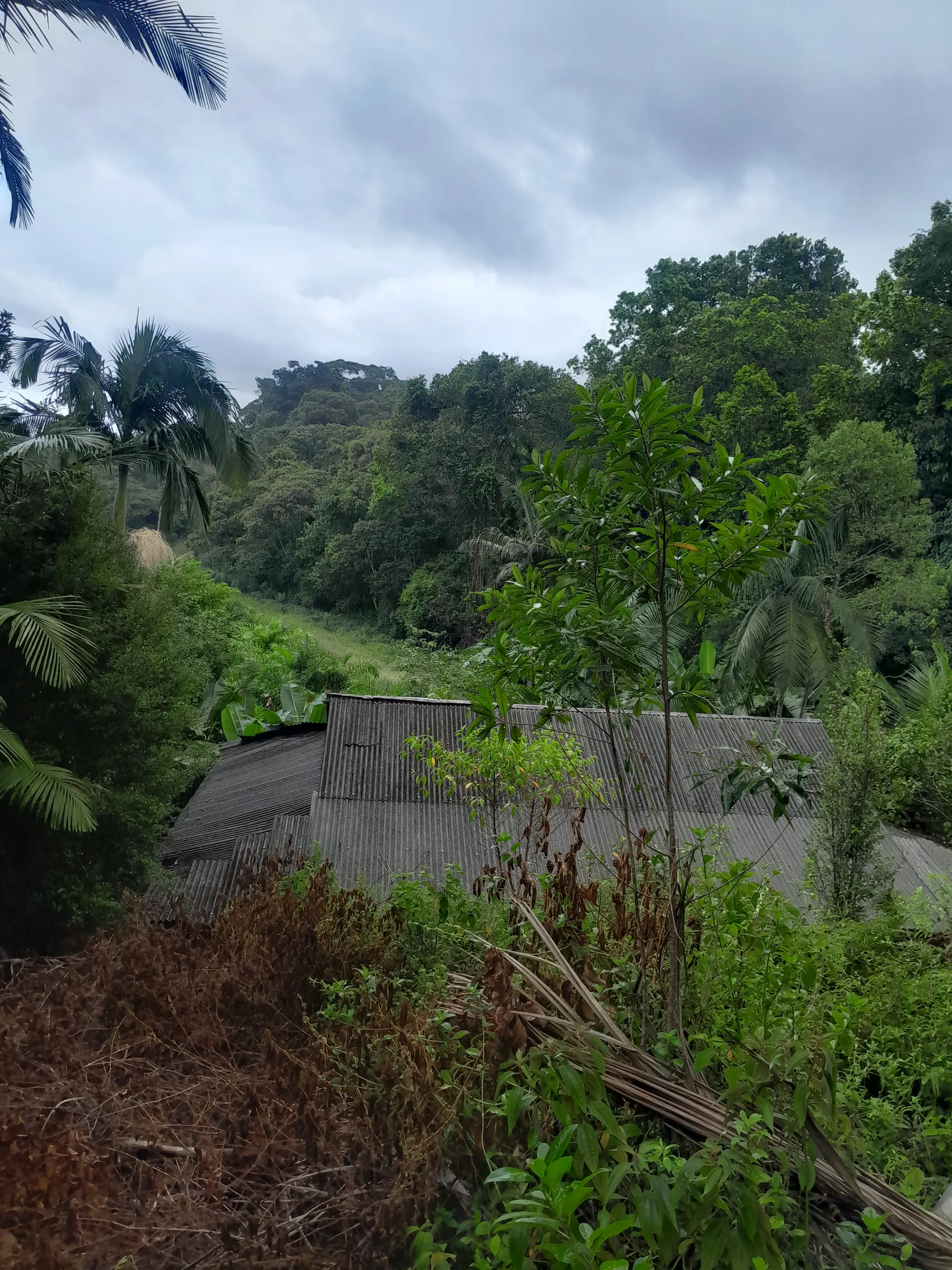 Small farm for sale of 42 acres in Registro, SP, Brazil