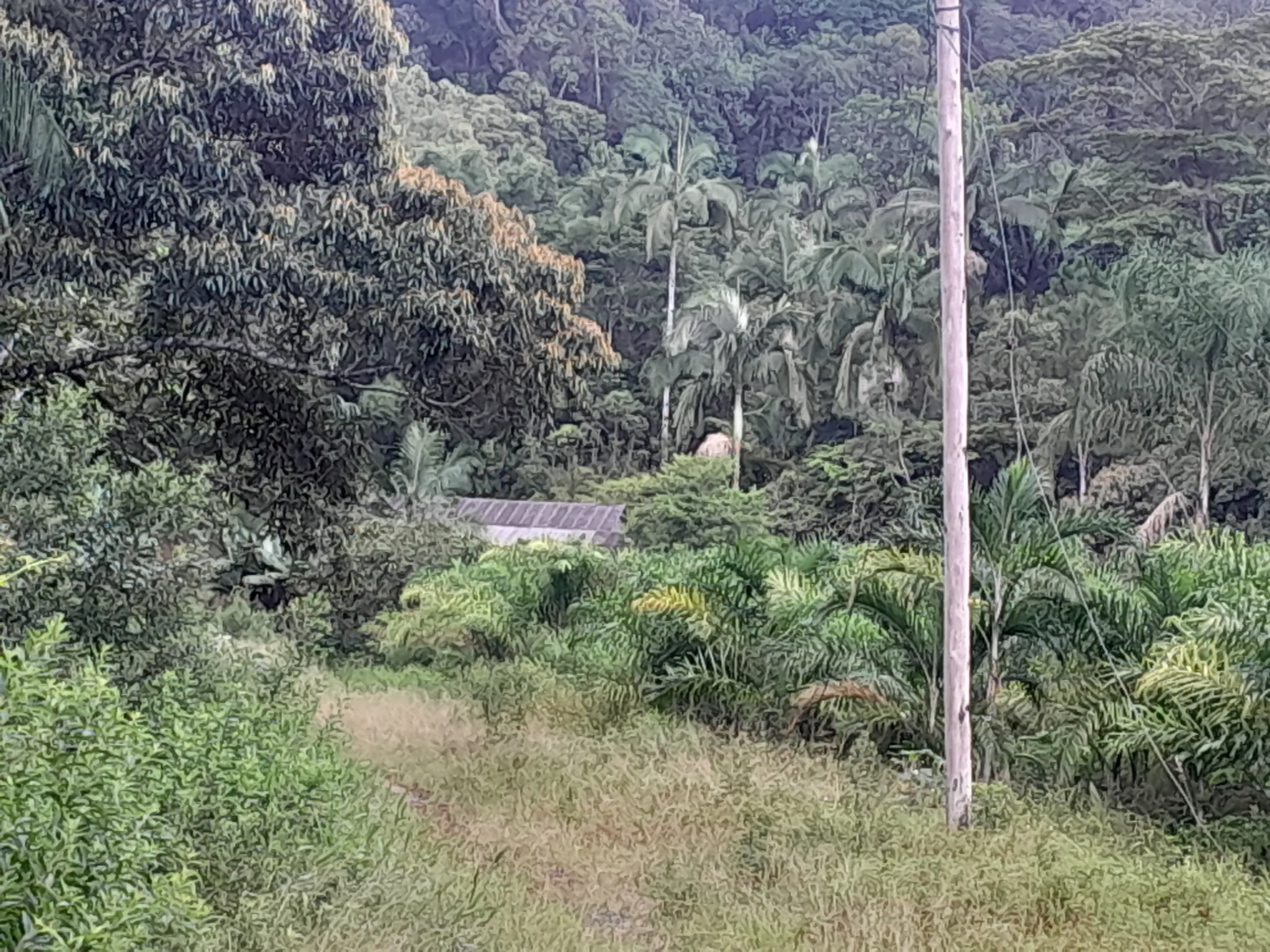 Small farm for sale of 42 acres in Registro, SP, Brazil