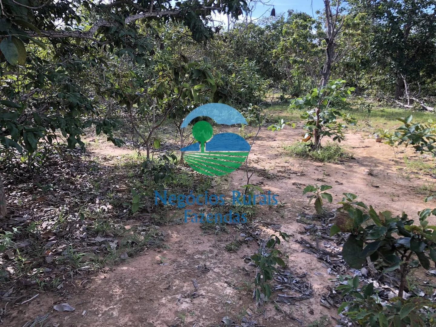 Farm for sale and to rent of 1,196 acres in Uruaçu, GO, Brazil