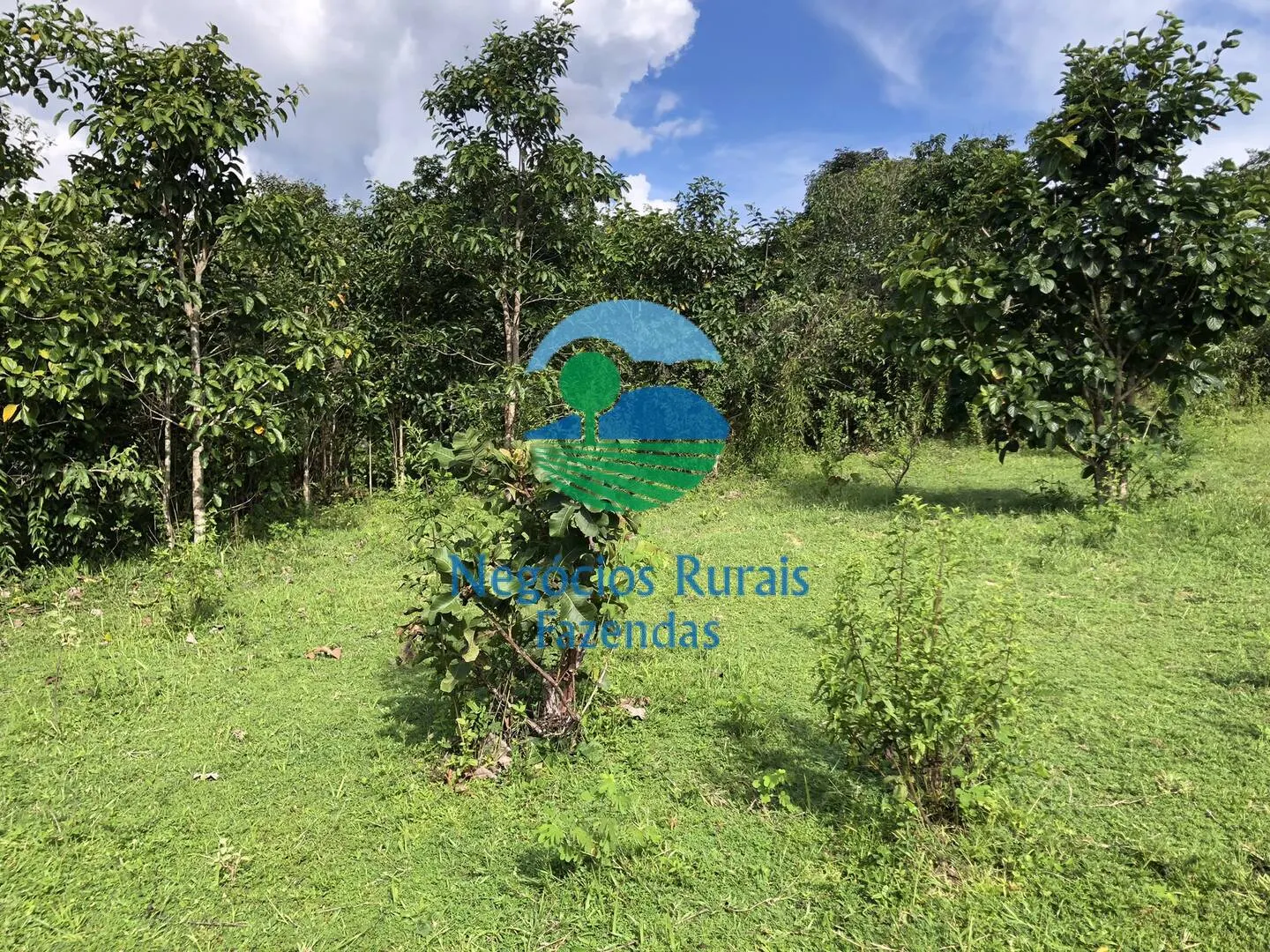 Farm for sale and to rent of 1,196 acres in Uruaçu, GO, Brazil