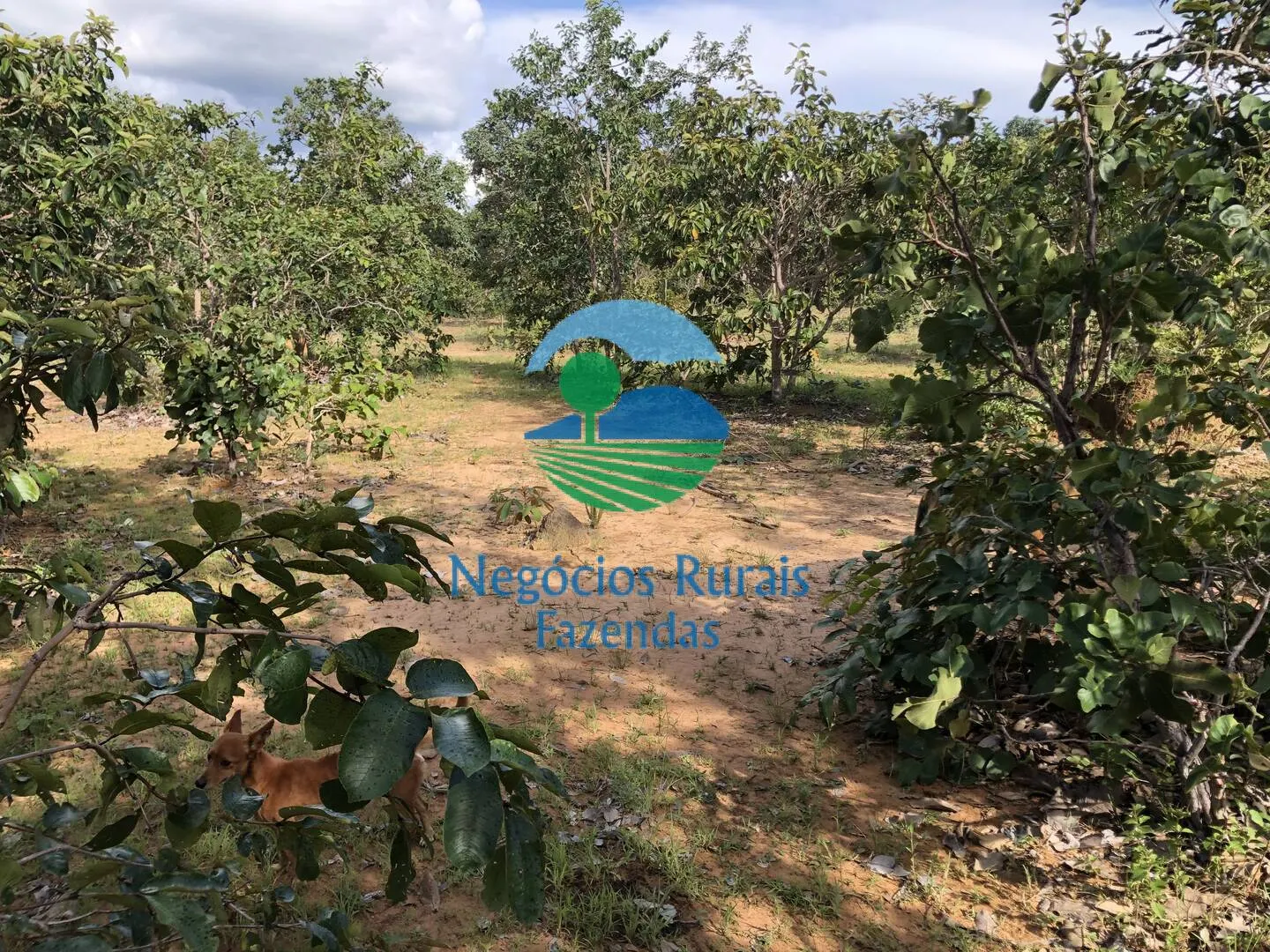 Farm for sale and to rent of 1,196 acres in Uruaçu, GO, Brazil