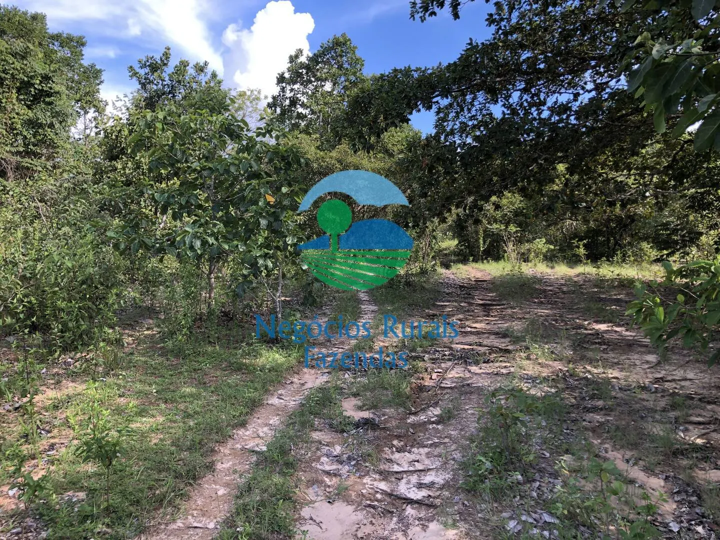 Farm for sale and to rent of 1,196 acres in Uruaçu, GO, Brazil