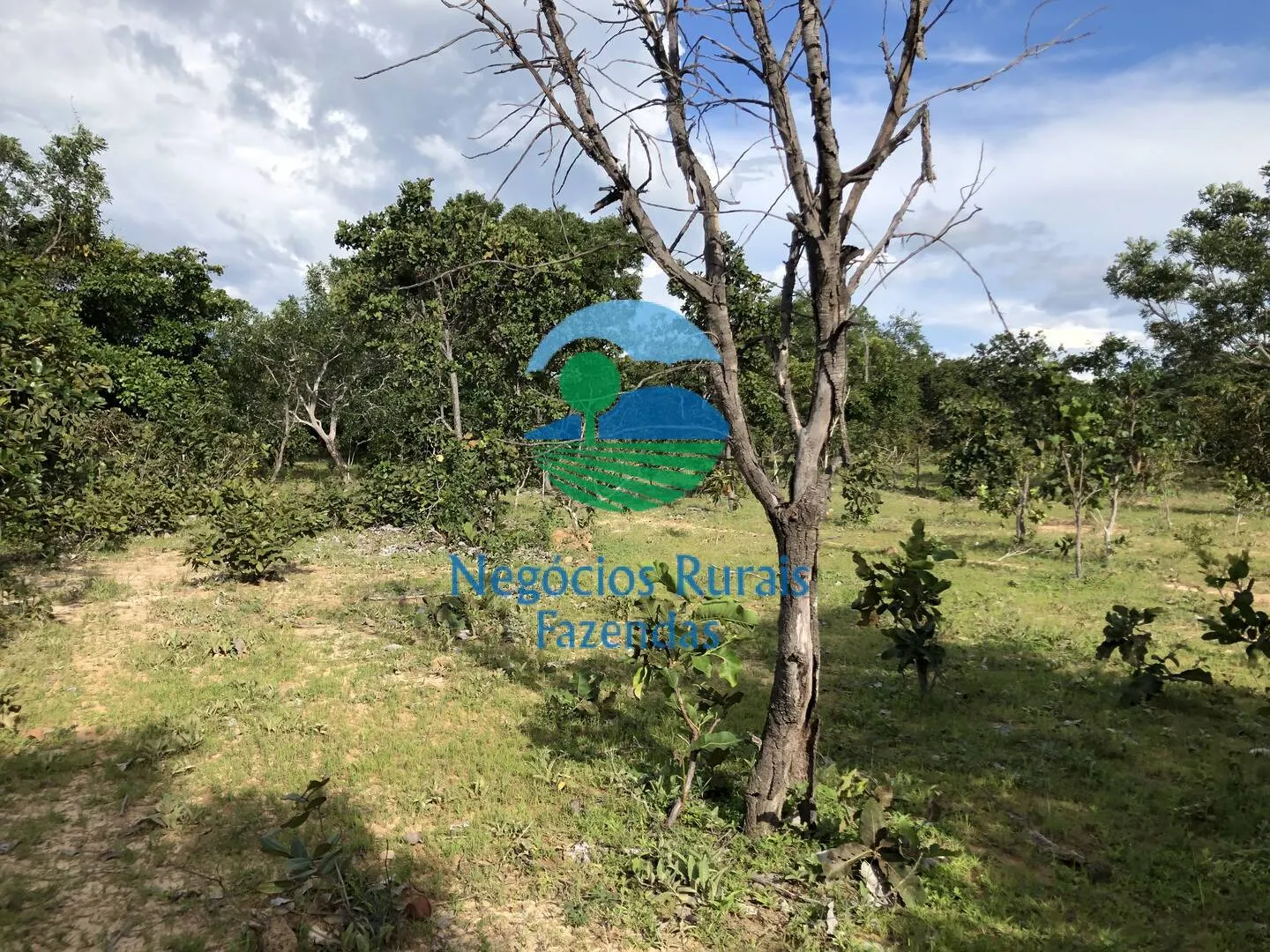 Farm for sale and to rent of 1,196 acres in Uruaçu, GO, Brazil