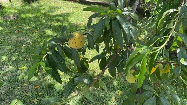 Plot for sale of 600 m² in Igrejinha, RS, Brazil