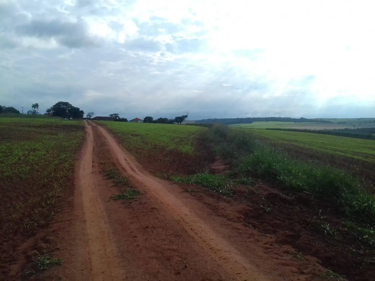 Fazenda à venda de 340 ha em Martinópolis, SP, Brasil