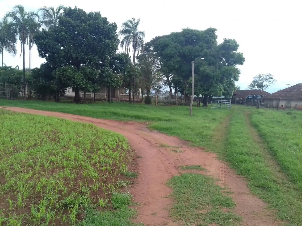 Fazenda à venda de 340 ha em Martinópolis, SP, Brasil