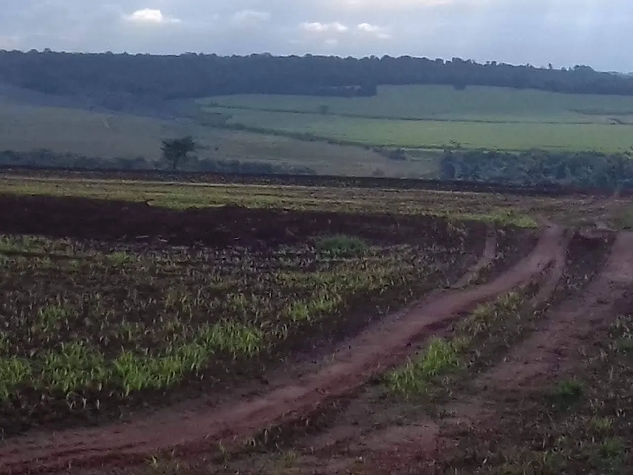 Fazenda à venda de 340 ha em Martinópolis, SP, Brasil