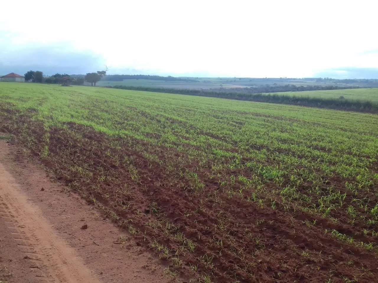 Fazenda à venda de 340 ha em Martinópolis, SP, Brasil