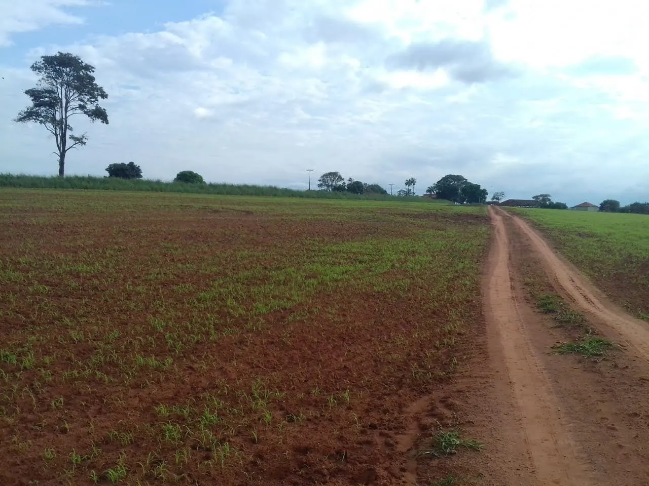 Fazenda à venda de 340 ha em Martinópolis, SP, Brasil