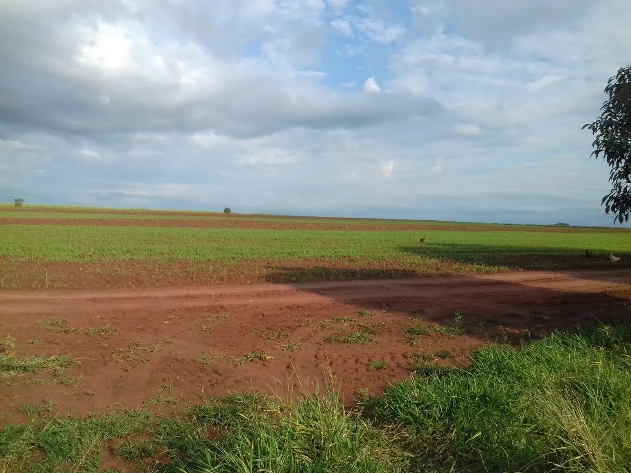 Fazenda à venda de 340 ha em Martinópolis, SP, Brasil
