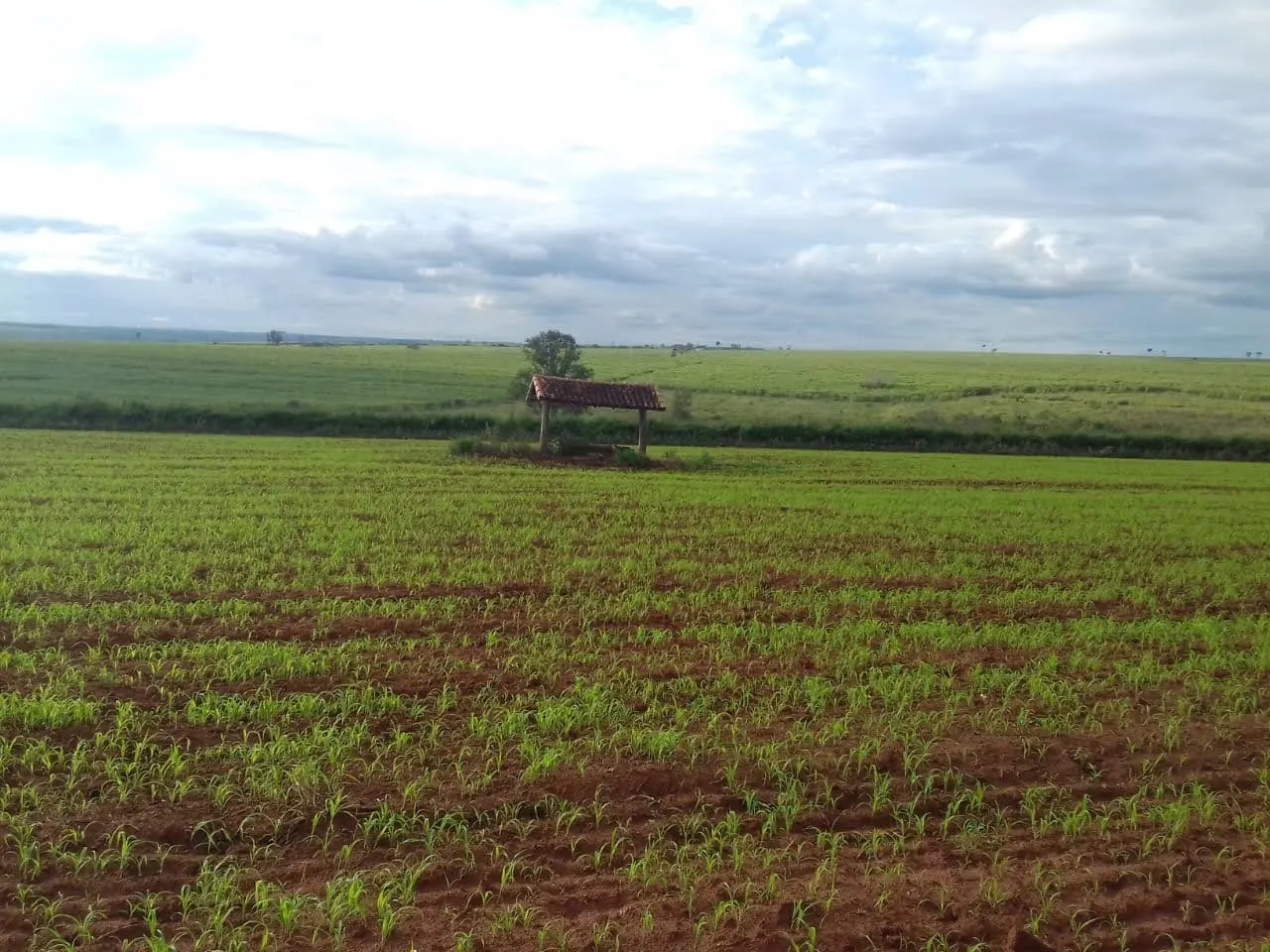 Fazenda à venda de 340 ha em Martinópolis, SP, Brasil