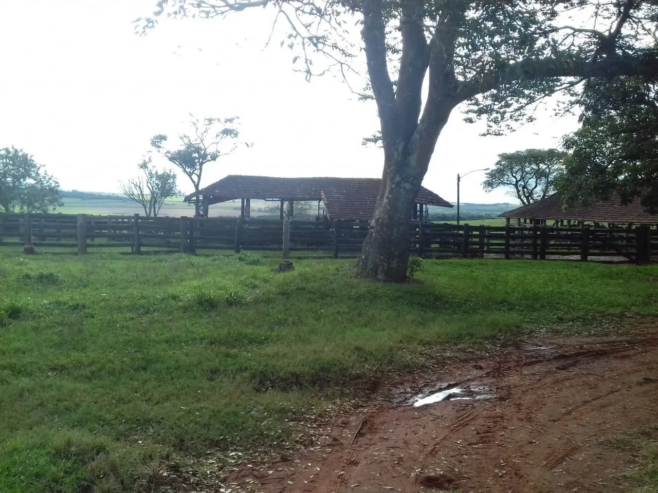 Fazenda à venda de 340 ha em Martinópolis, SP, Brasil