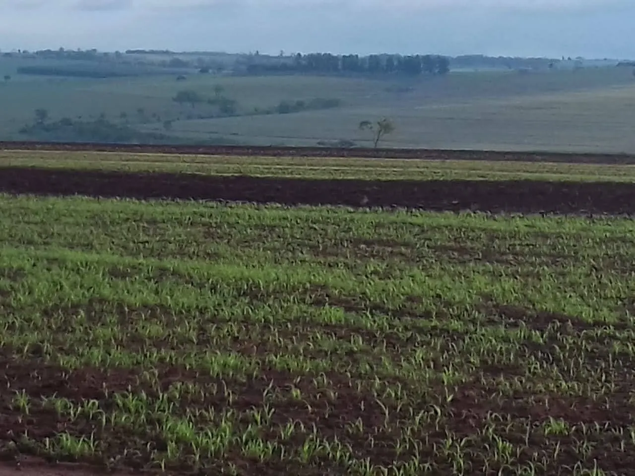 Fazenda à venda de 340 ha em Martinópolis, SP, Brasil
