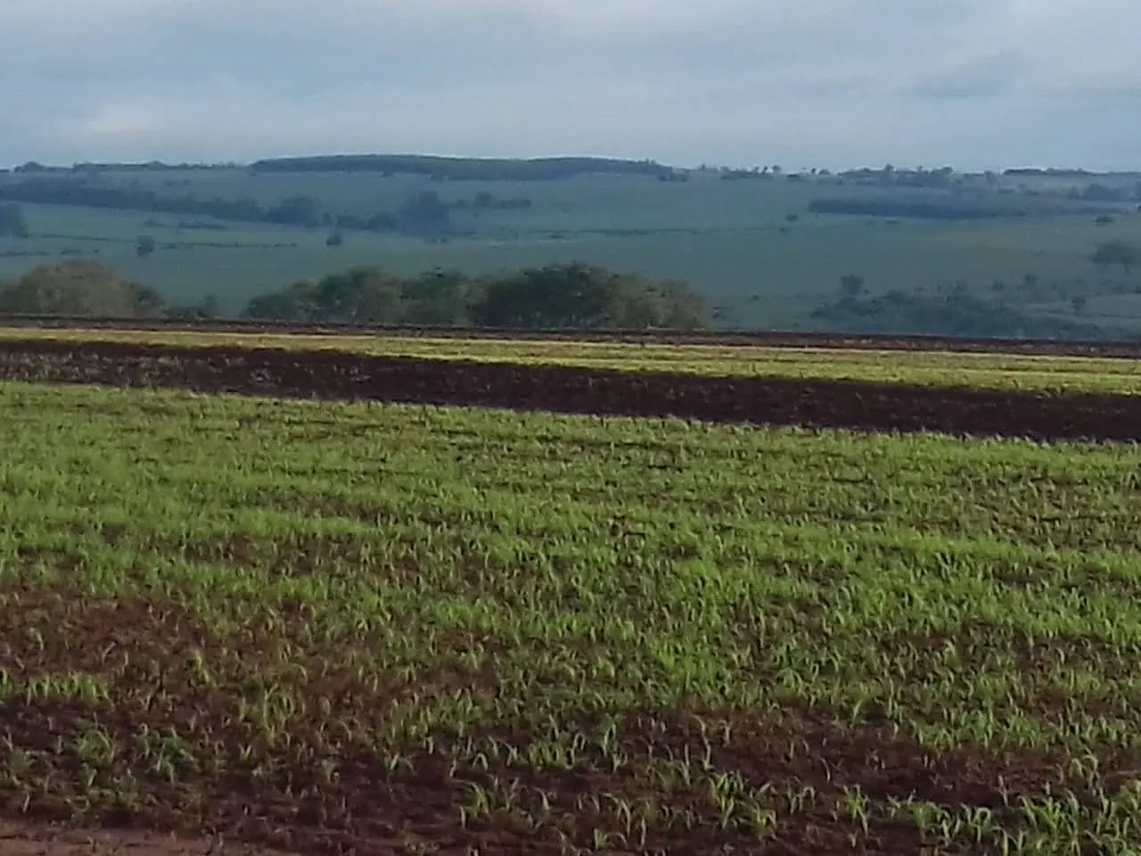 Fazenda à venda de 340 ha em Martinópolis, SP, Brasil