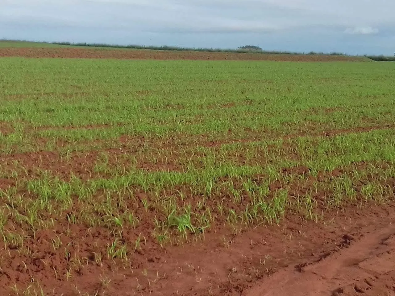 Fazenda à venda de 340 ha em Martinópolis, SP, Brasil