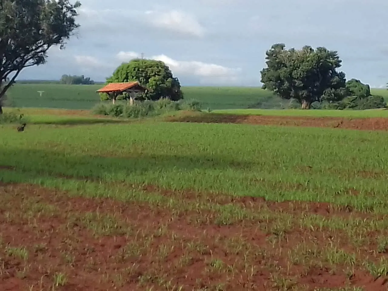 Fazenda à venda de 340 ha em Martinópolis, SP, Brasil