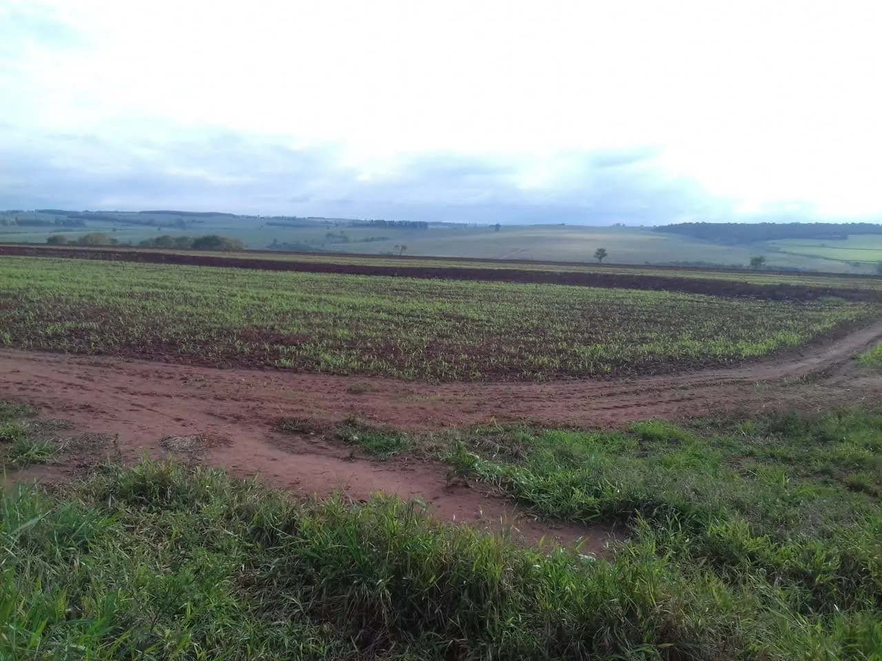 Fazenda à venda de 340 ha em Martinópolis, SP, Brasil