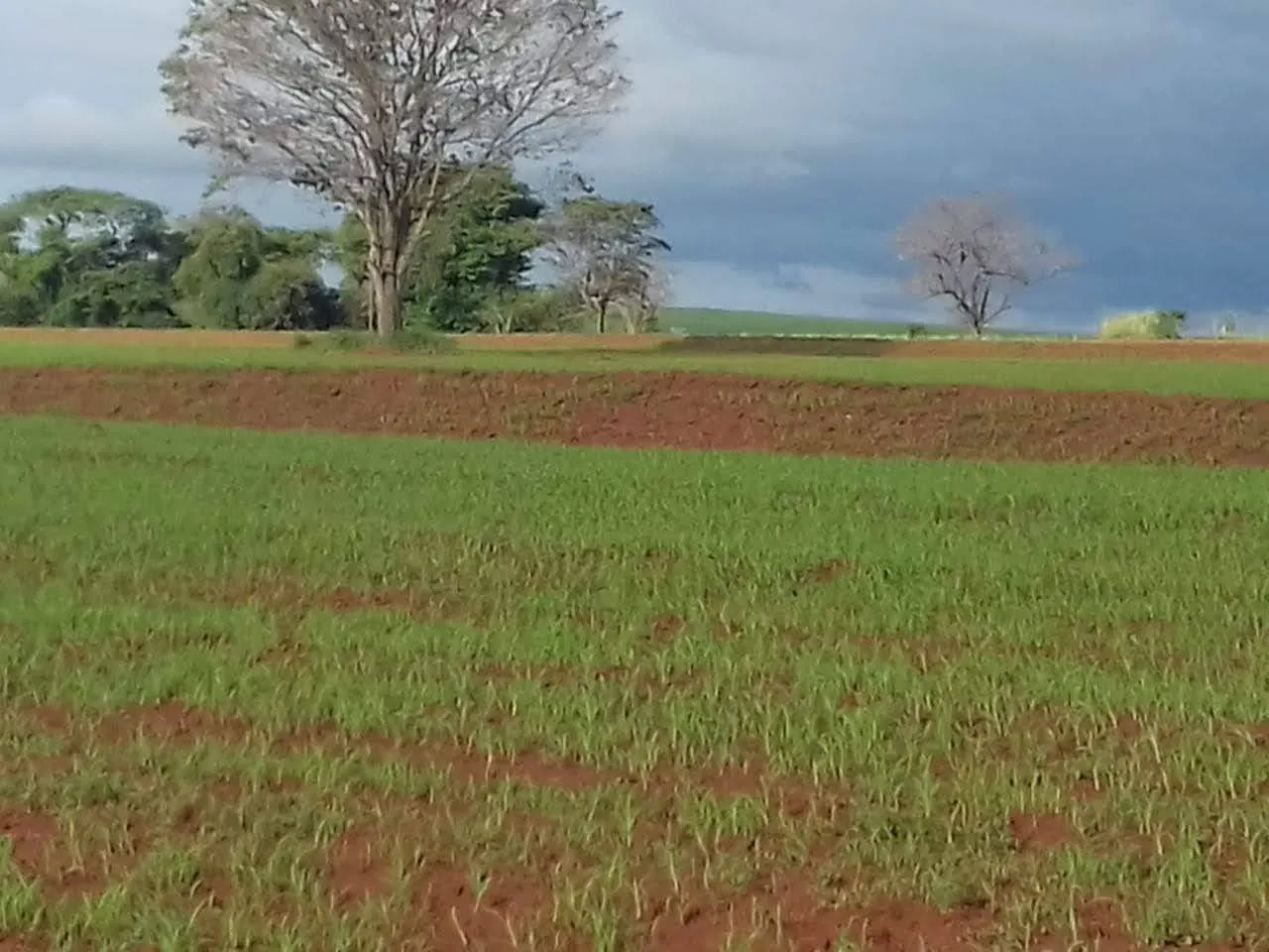 Fazenda à venda de 340 ha em Martinópolis, SP, Brasil