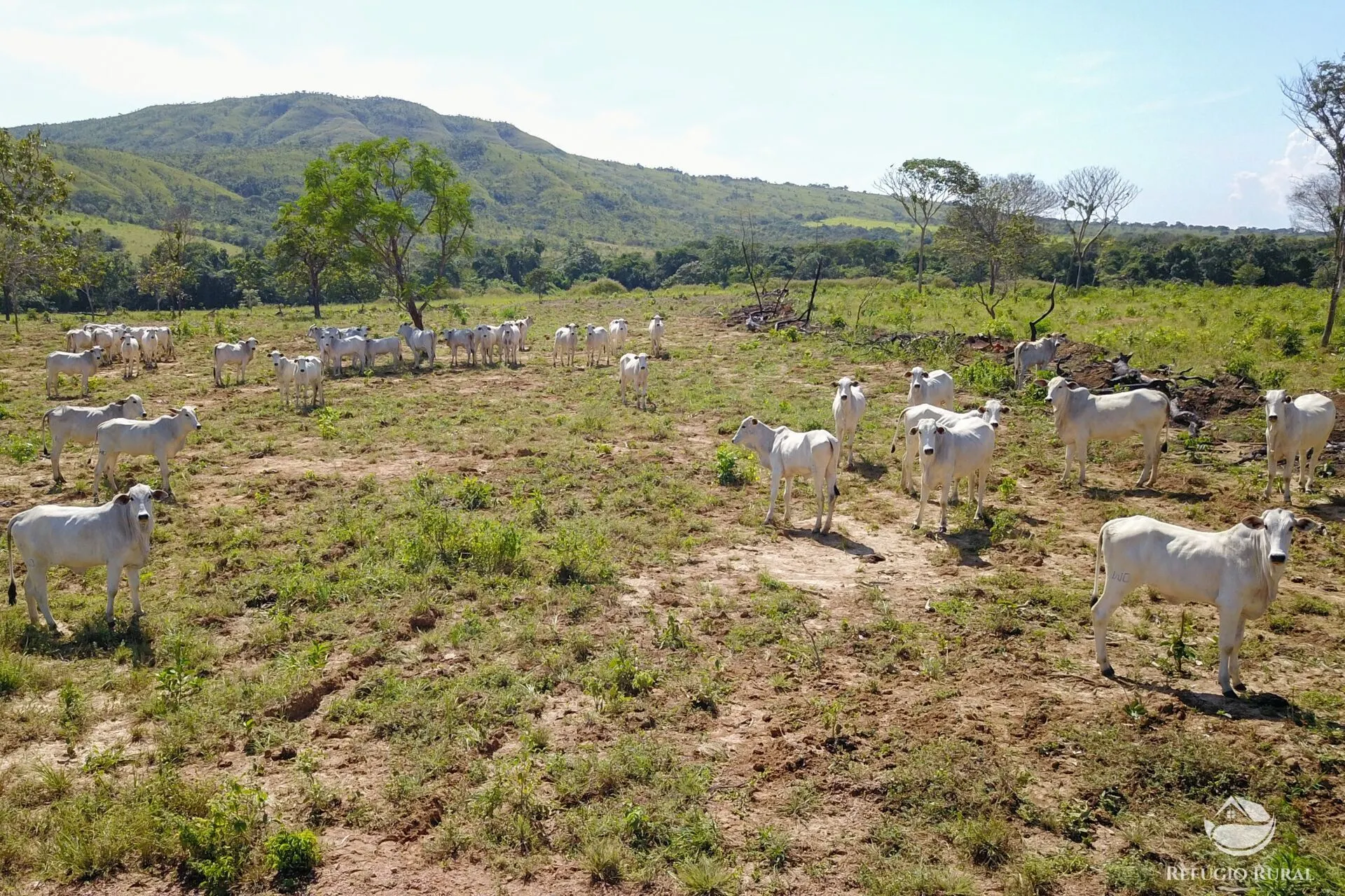 Farm for sale of 3,763 acres in Padre Bernardo, GO, Brazil