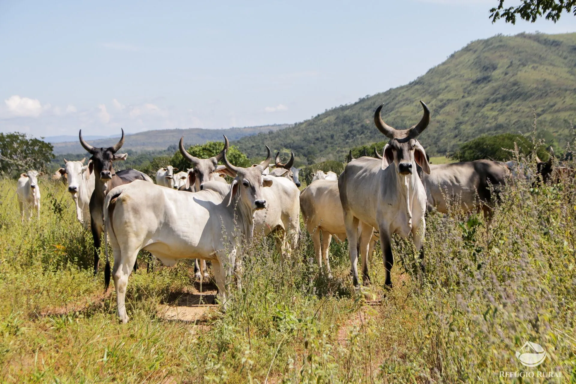 Farm for sale of 3,763 acres in Padre Bernardo, GO, Brazil