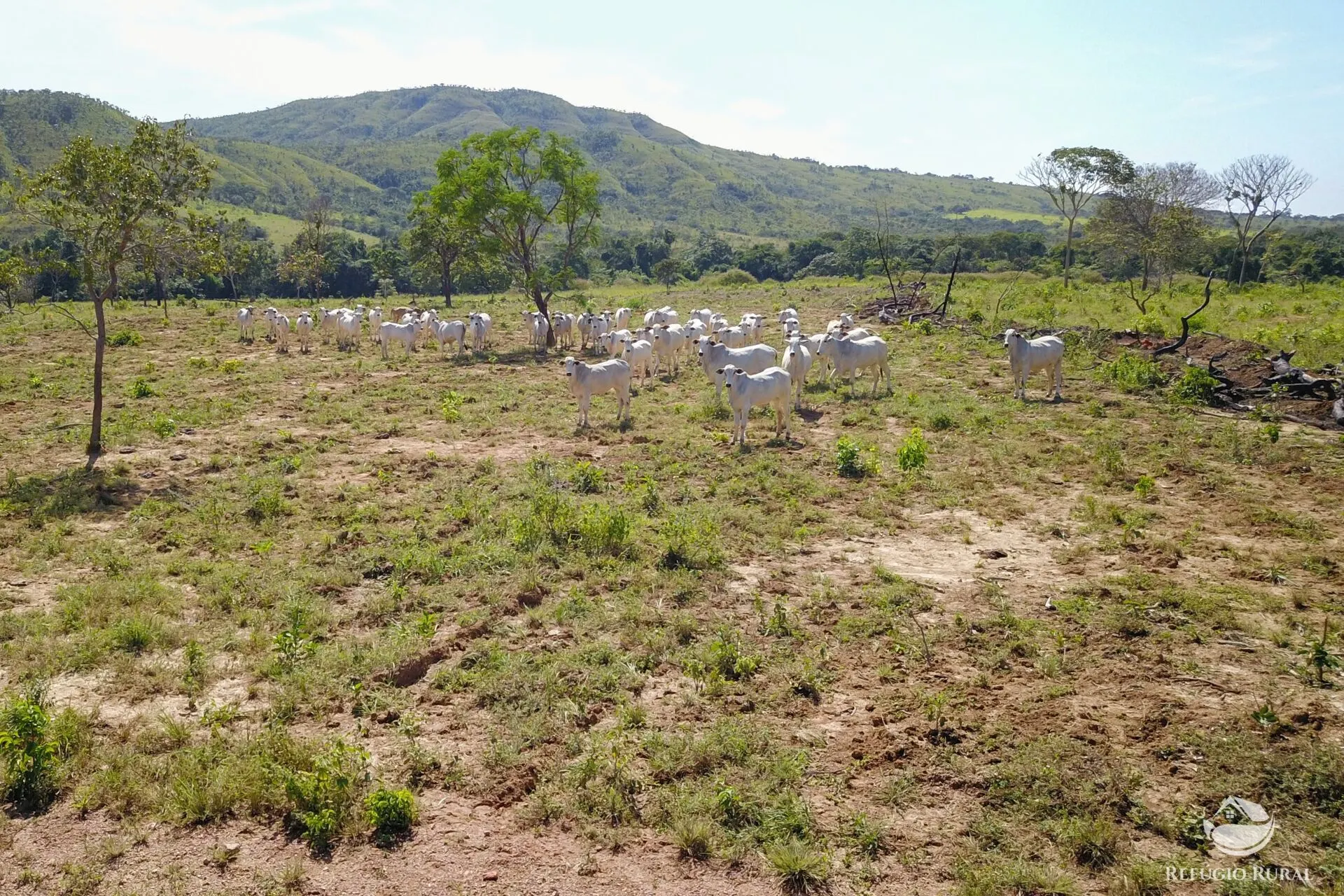 Farm for sale of 3,763 acres in Padre Bernardo, GO, Brazil
