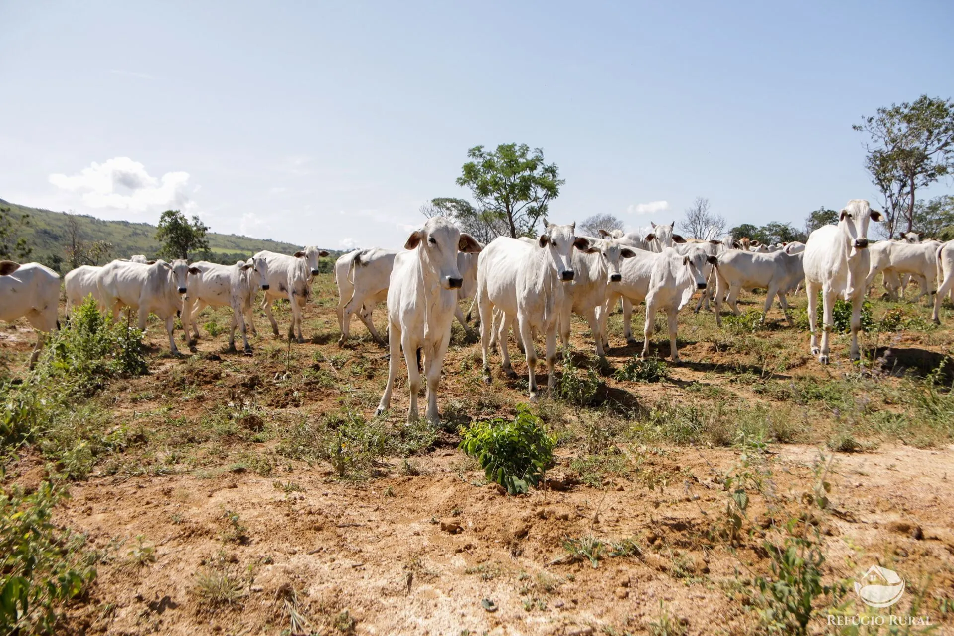 Farm for sale of 3,763 acres in Padre Bernardo, GO, Brazil