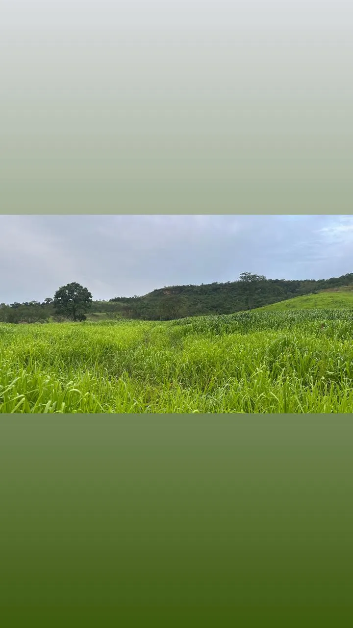 Fazenda à venda de 593 ha em Palmas, TO, Brasil