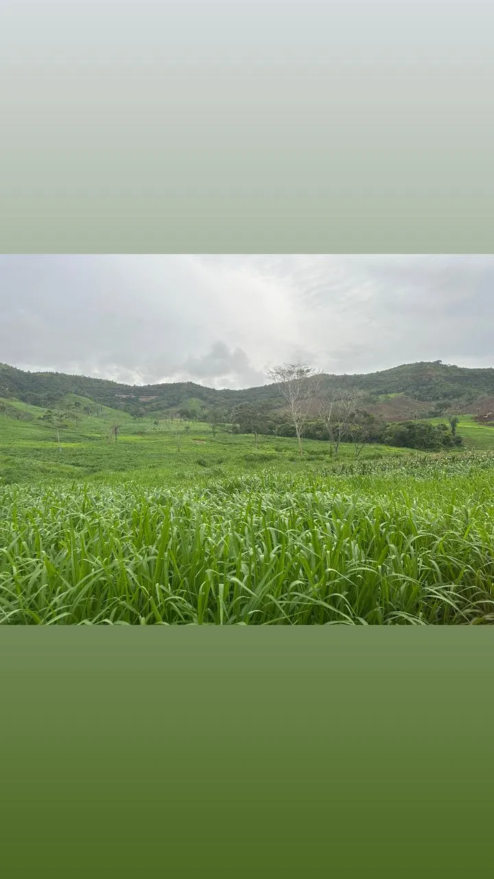 Fazenda à venda de 593 ha em Palmas, TO, Brasil
