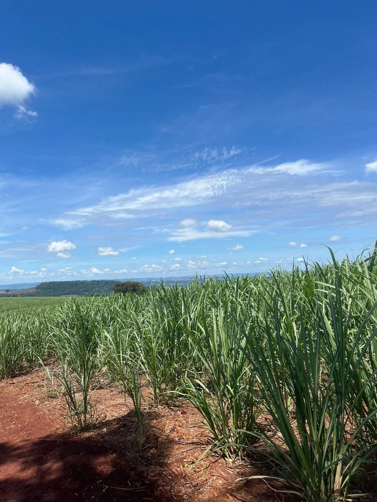 Fazenda à venda de 138 ha em Ribeirão Preto, SP, Brasil