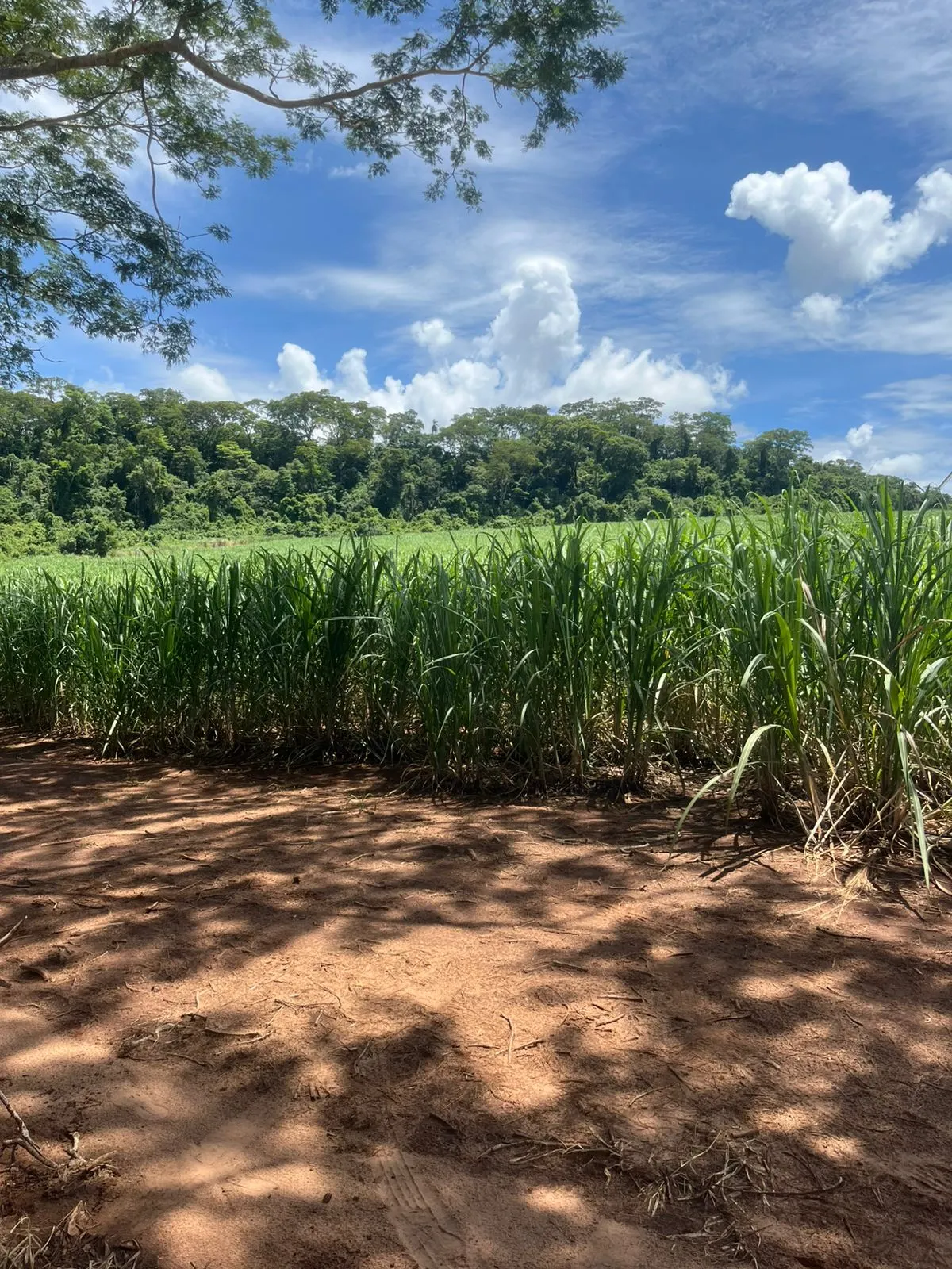Fazenda à venda de 138 ha em Ribeirão Preto, SP, Brasil