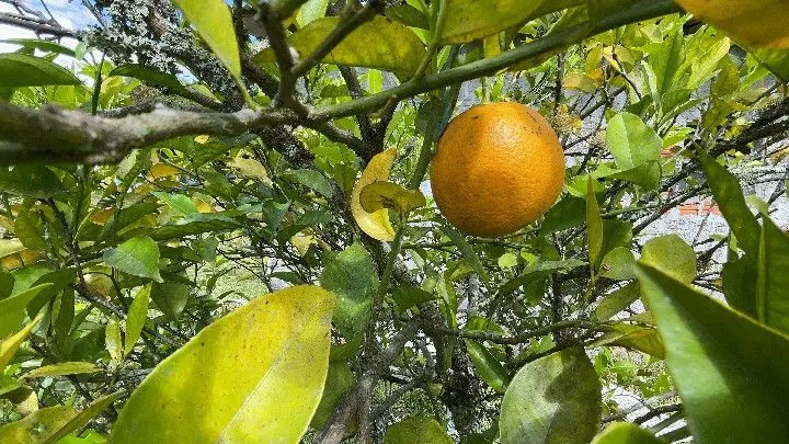 Sítio à venda de 10 ha em Parobé, RS, Brasil