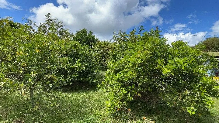 Sítio à venda de 10 ha em Parobé, RS, Brasil