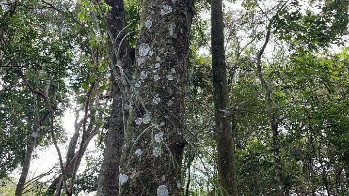 Sítio à venda de 10 ha em Parobé, RS, Brasil