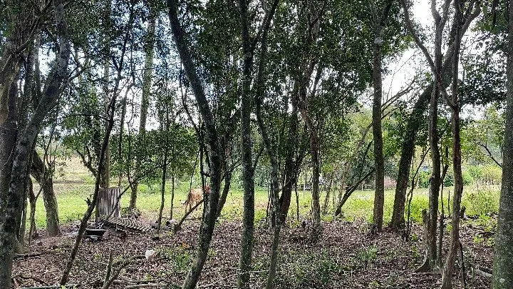 Sítio à venda de 10 ha em Parobé, RS, Brasil