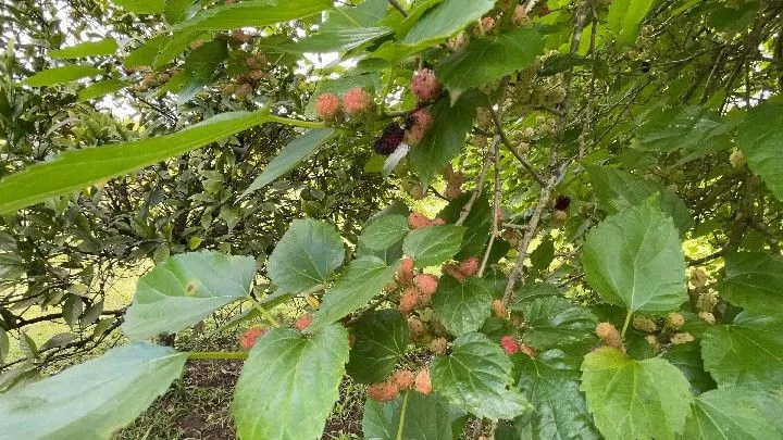 Sítio à venda de 10 ha em Parobé, RS, Brasil
