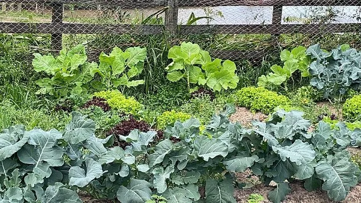 Sítio à venda de 10 ha em Parobé, RS, Brasil