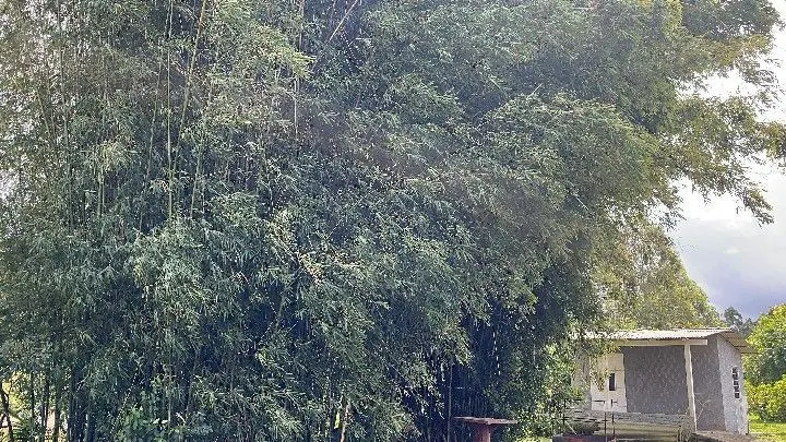Sítio à venda de 10 ha em Parobé, RS, Brasil