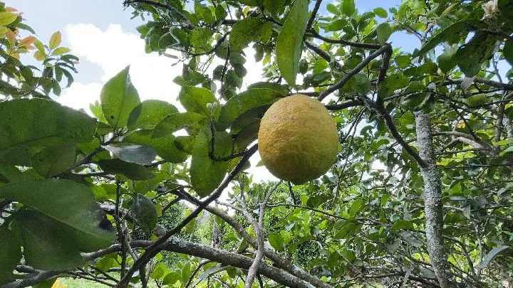 Sítio à venda de 10 ha em Parobé, RS, Brasil