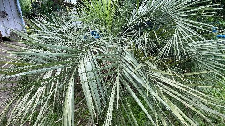 Sítio à venda de 10 ha em Parobé, RS, Brasil