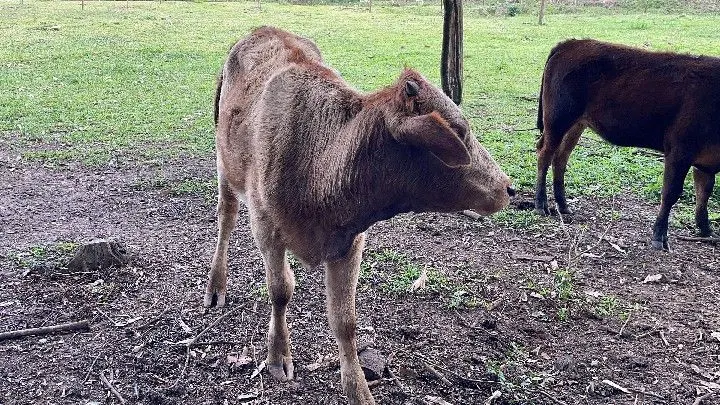Sítio à venda de 10 ha em Parobé, RS, Brasil