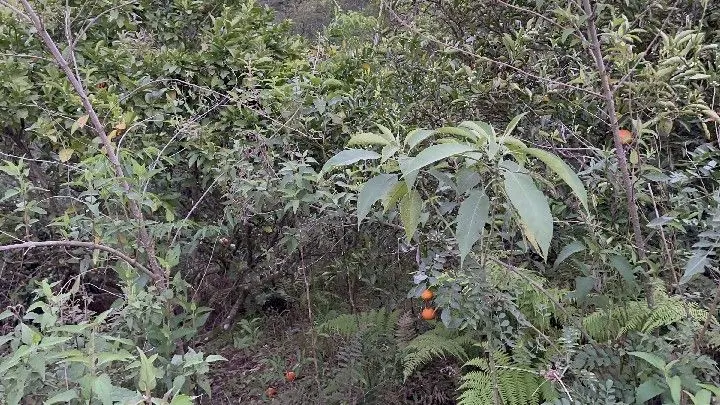 Country home for sale of 10 acres in Caraá, RS, Brazil