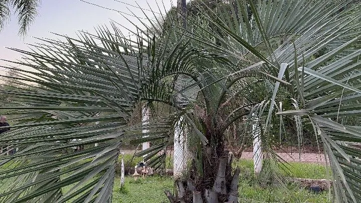 Country home for sale of 10 acres in Caraá, RS, Brazil
