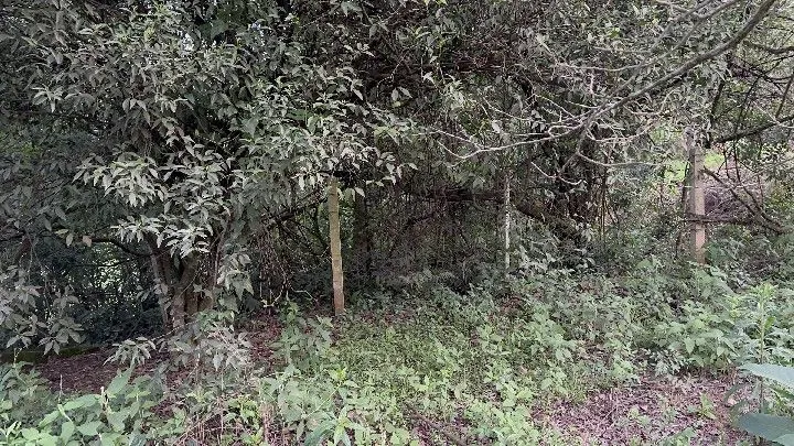 Country home for sale of 10 acres in Caraá, RS, Brazil