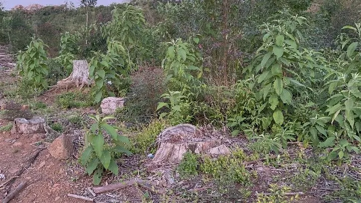 Country home for sale of 10 acres in Caraá, RS, Brazil