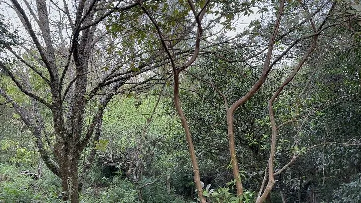 Country home for sale of 10 acres in Caraá, RS, Brazil