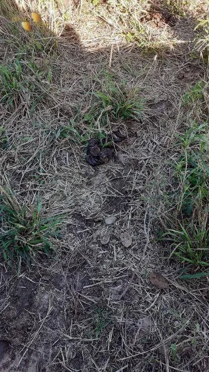Fazenda à venda de 1.540 ha em Cuiabá, MT, Brasil