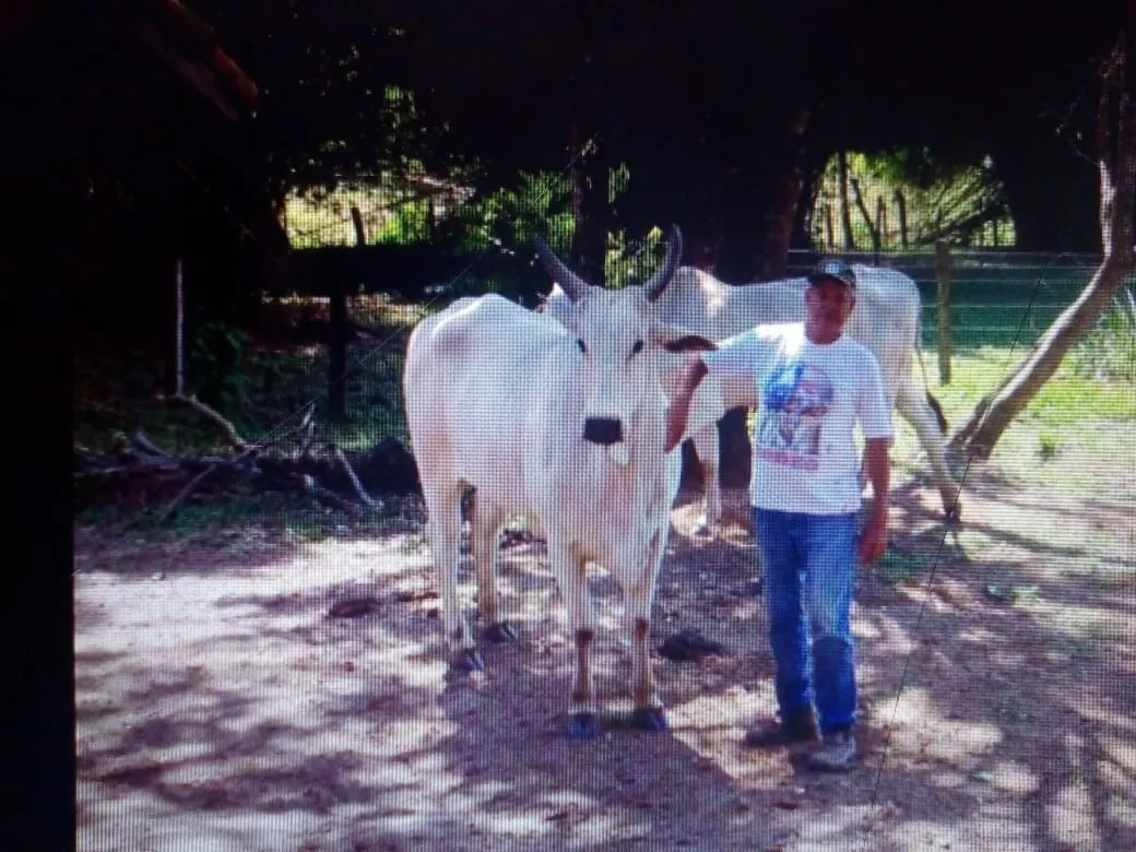 Sítio à venda de 48 ha em Cambuí, MG, Brasil