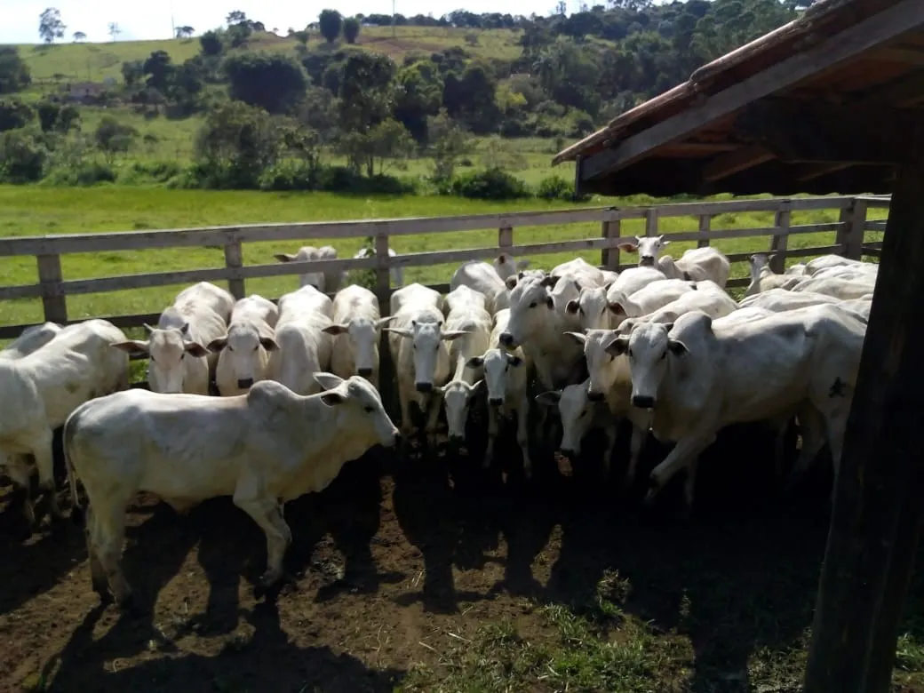 Sítio à venda de 48 ha em Cambuí, MG, Brasil