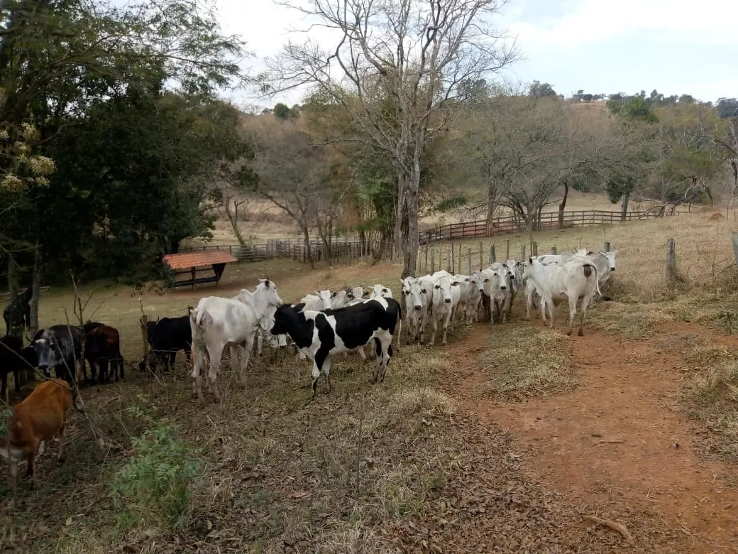 Sítio à venda de 48 ha em Cambuí, MG, Brasil