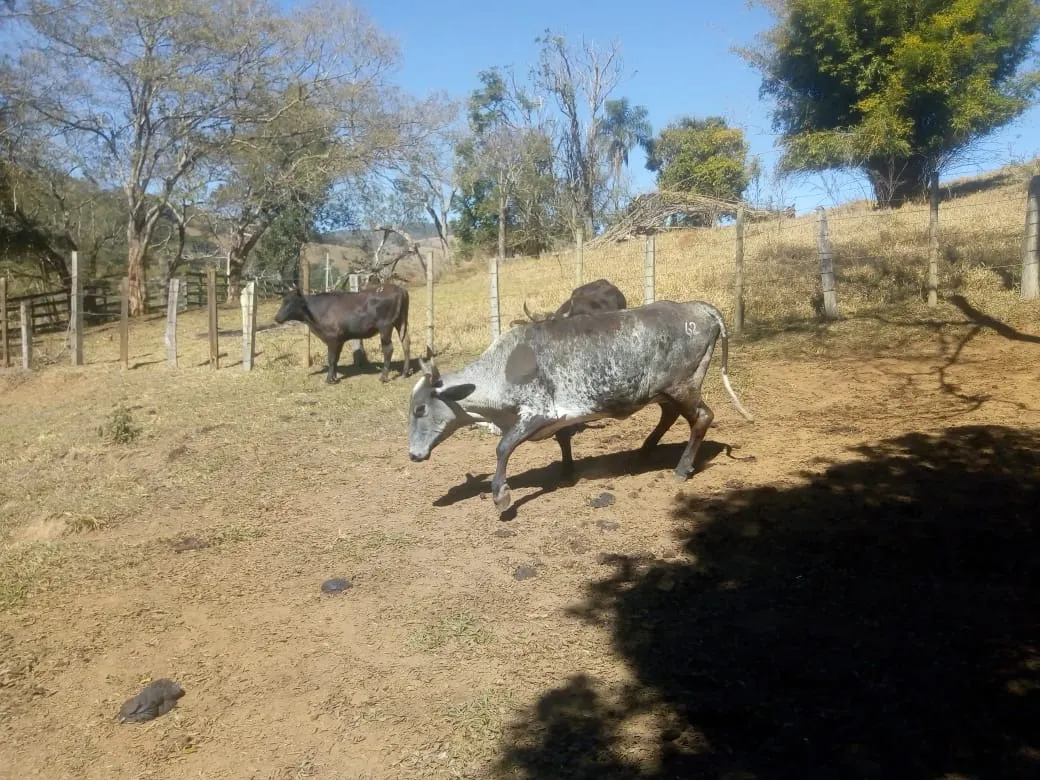 Sítio à venda de 48 ha em Cambuí, MG, Brasil